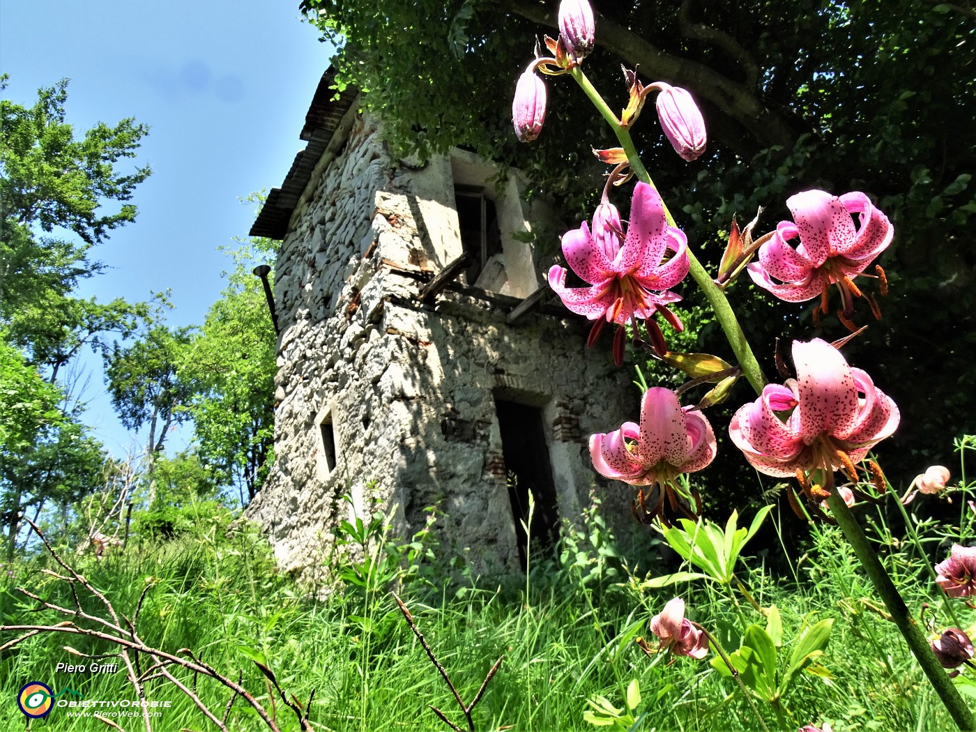 03 Lilium martagon (Giglio martagone).JPG